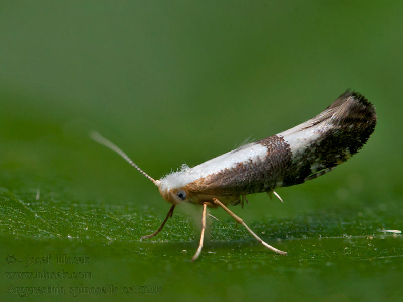 Grå slånknoppmal Argyresthia spinosella