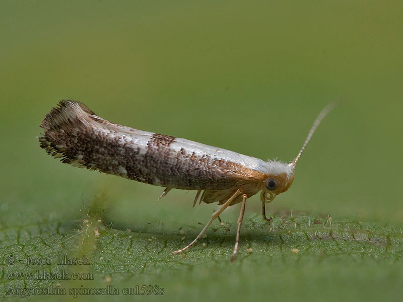 Bloesempedaalmot Kökényvirág-aranymoly Argyresthia spinosella