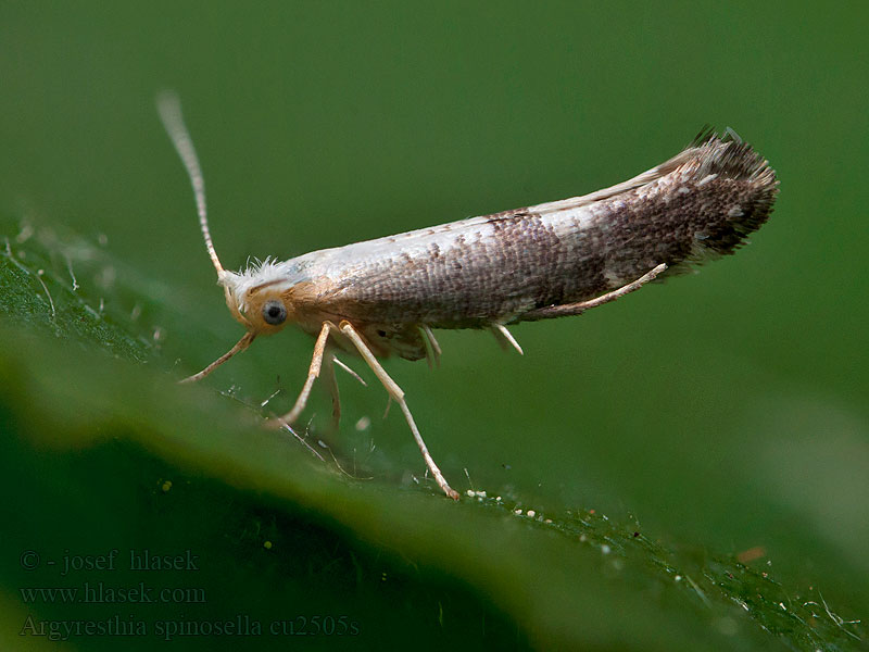 Priadzovček krovinový Argyresthia spinosella