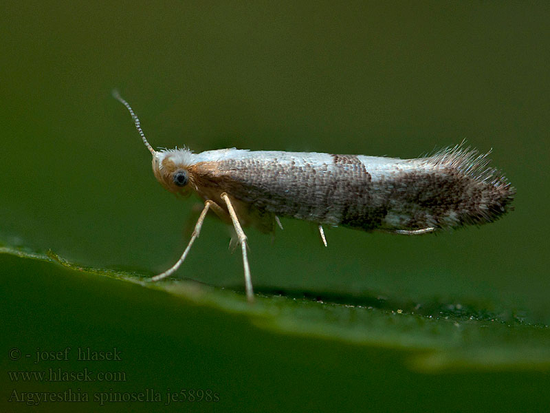 Blackthorn Argent Argyresthia spinosella