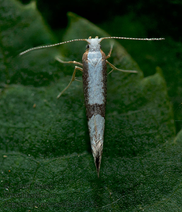 Molovka trnková Argyresthia spinosella