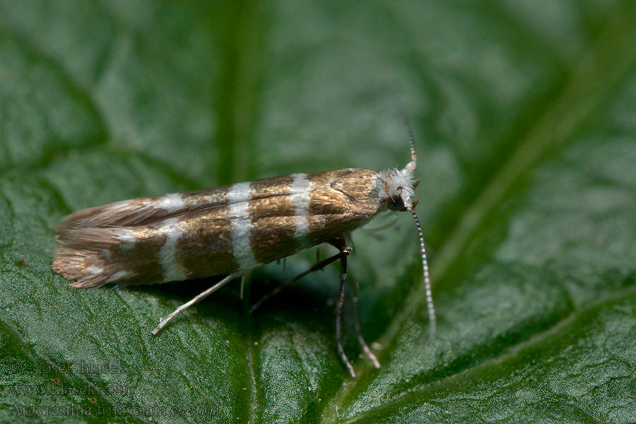 Argyresthia trifasciata Molovka jalovcová Wacholderminiermotte