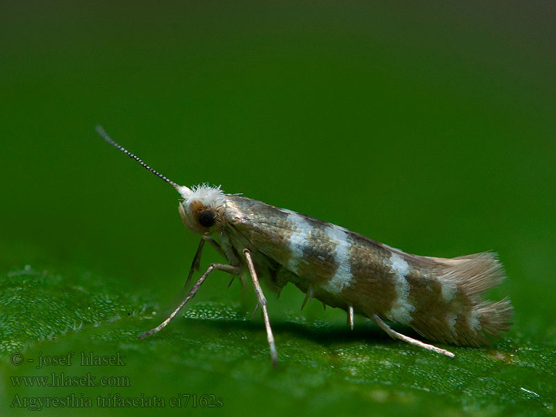 Argyresthia trifasciata Triple-barred Argent