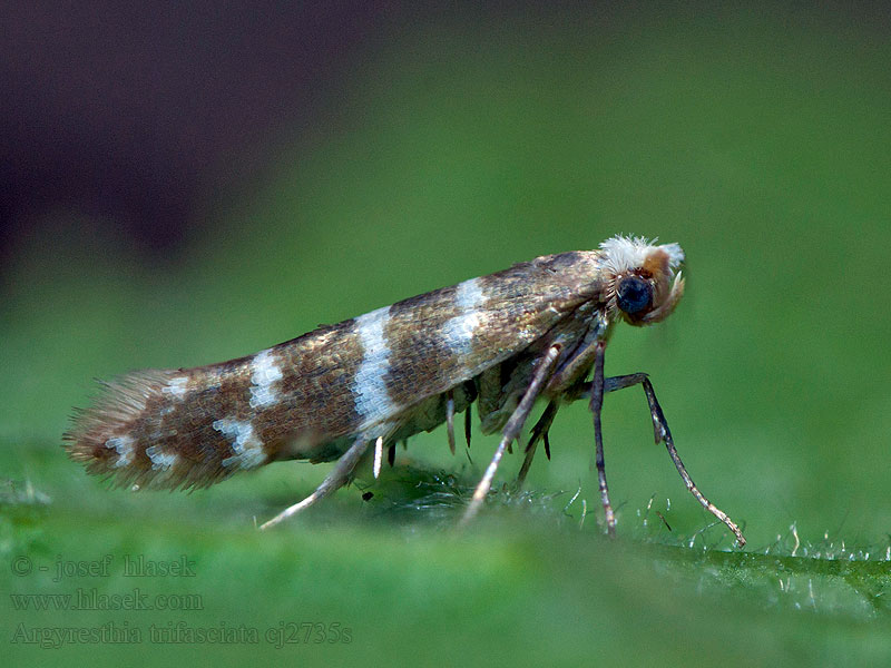 Argyresthia trifasciata Licinka jałowcowiaczka Cipresmineermot