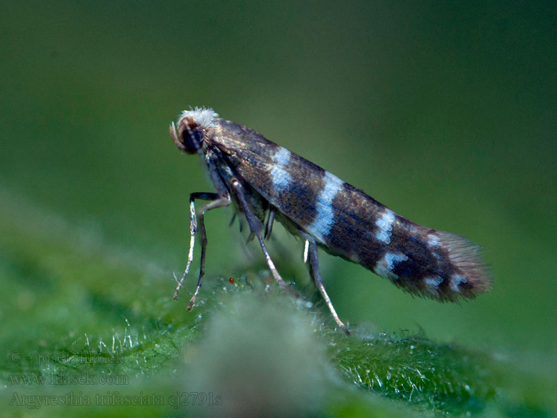 Argyresthia trifasciata Cipresmineermot Trädgårdsma