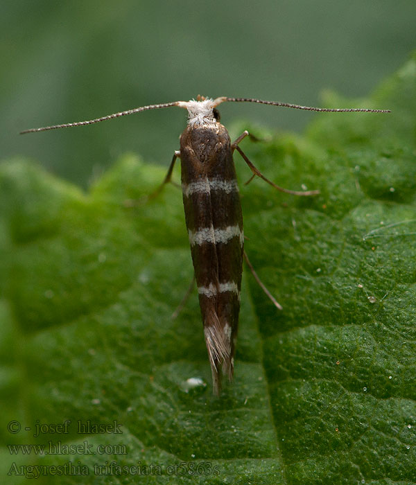 Molovka jalovcová Argyresthia trifasciata