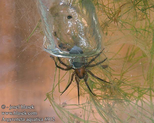 Argyroneta aquatica Water spider Vodouch stříbřitý Wasserspinne