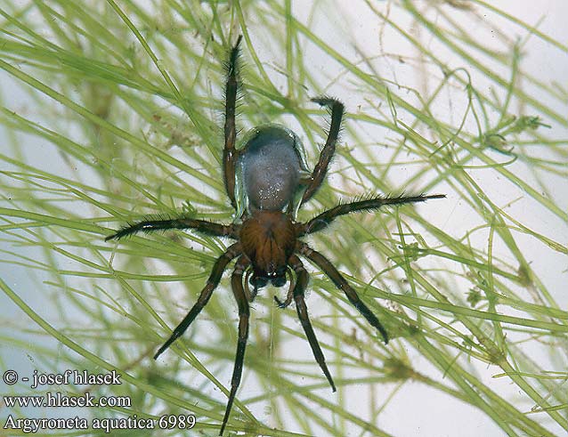 Argyronète aquatique Waterspin Diving bell spider ミズグモ 물거미