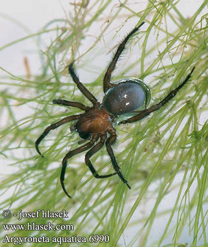 Aranha-de-água Vattenspindel Su örümceği Vodeni Pauk Búvárpók