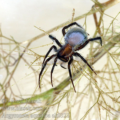 Vodnár striebristý Vodni pajek Araña agua