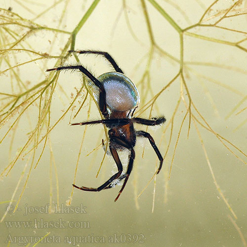 Water spider Vodouch stříbřitý Wasserspinne