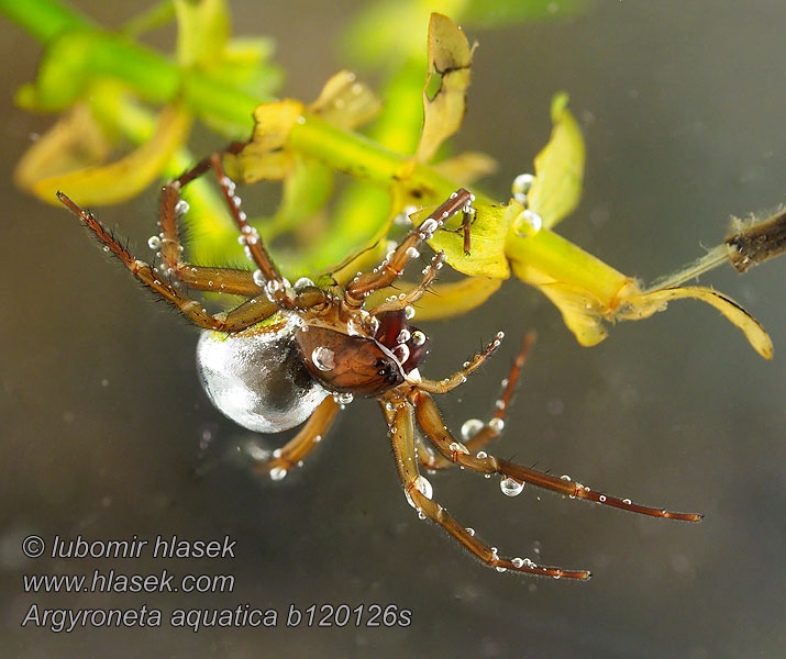 Wasserspinne Argyroneta aquatica