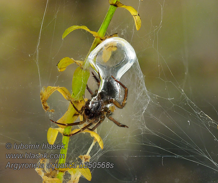 Waterspin Argyroneta aquatica