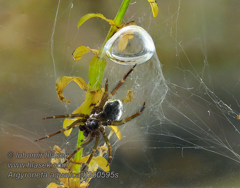 Water spider Argyroneta aquatica