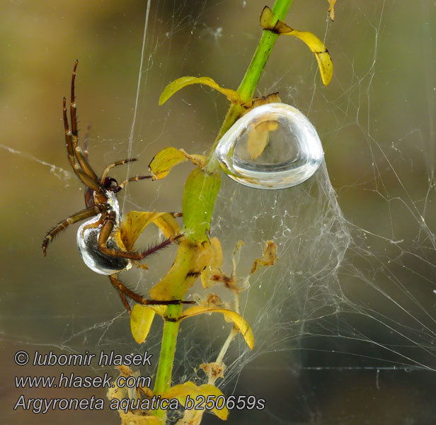 Vattenspindel Argyroneta aquatica