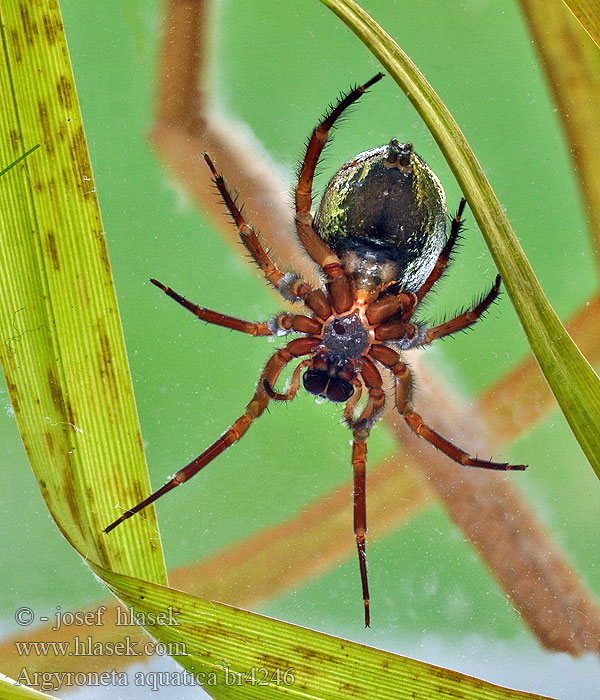 Argyroneta aquatica Waterspin Water spider