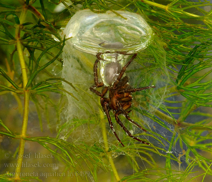 Argyroneta aquatica Vodouch stříbřitý