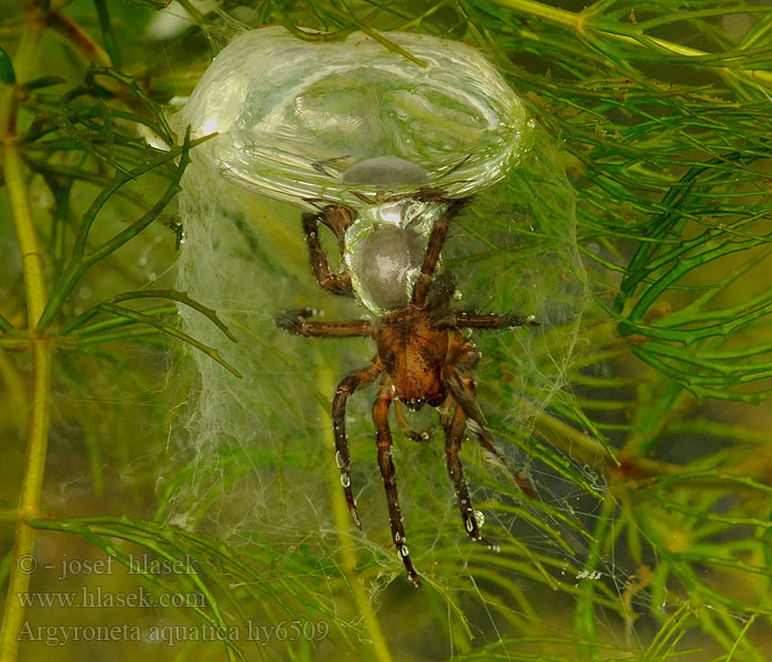 Argyroneta aquatica Wasserspinne