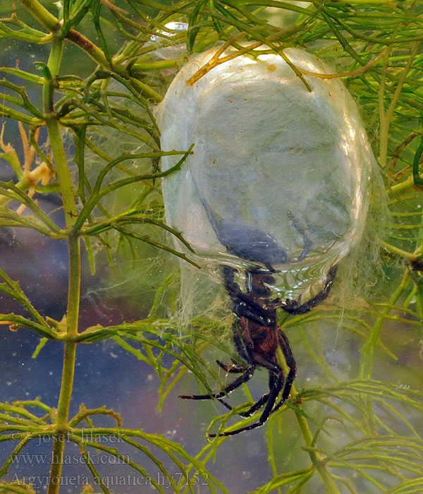 Argyroneta aquatica Водяной паук