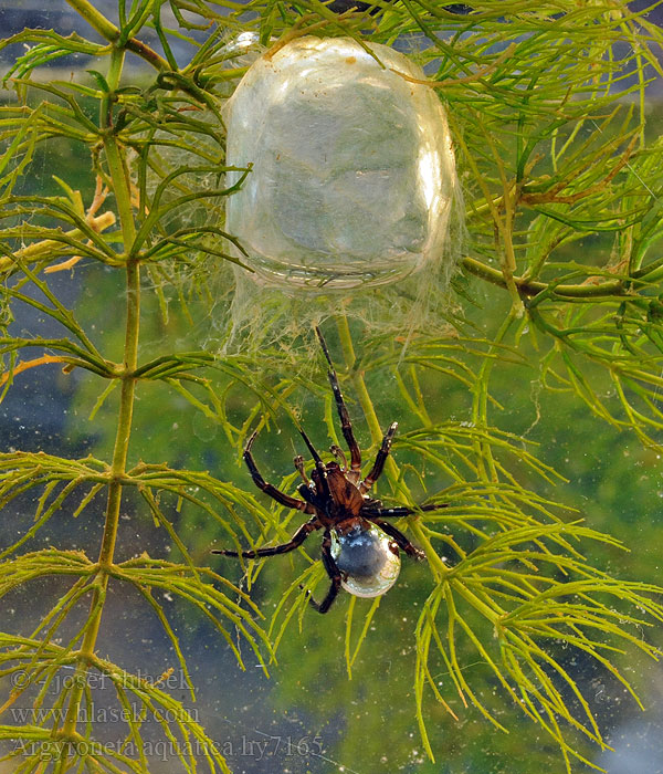 Argyroneta aquatica Waterspin Water spider