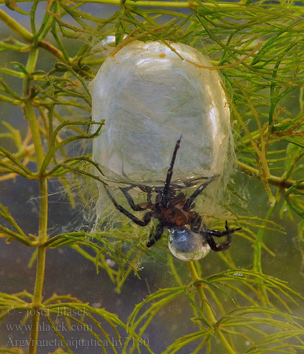 Argyroneta aquatica Búvárpók Vodnár striebristý