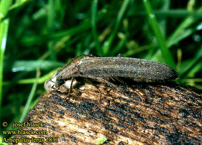 Arhopalus ferus burnt pine longhorn beetle Schwarzbrauner Grubenhalsbock