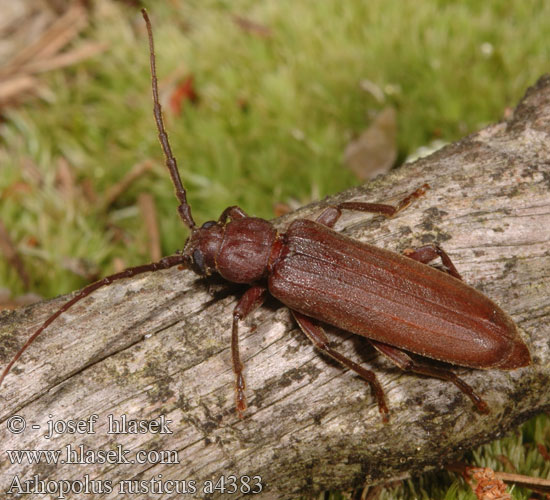 Arhopalus rusticus Long-horn beetle Kuten ruskojäärän 