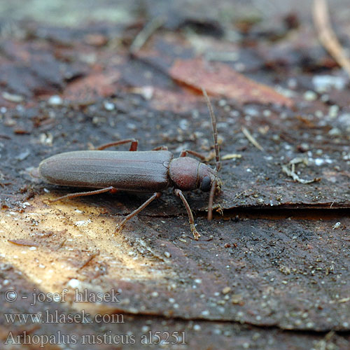 Бурый сосновый усач Arhopalus rusticus