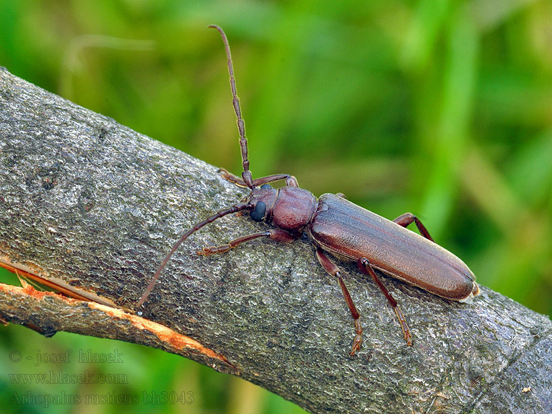 Kuten ruskojäärän Arhopalus rusticus