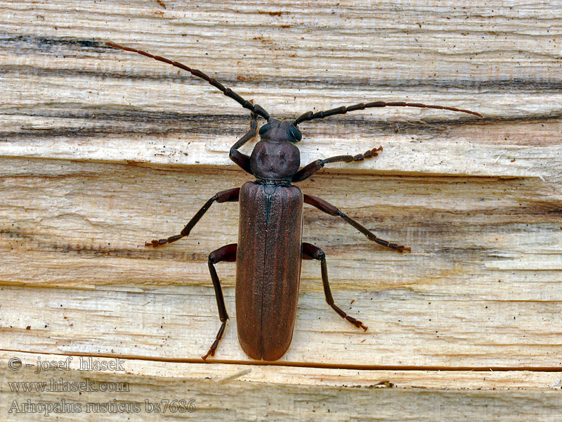 Dunkelbrauner Halsgrubenbock Arhopalus rusticus