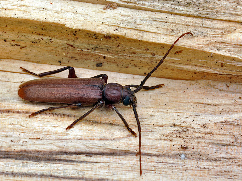 Wykarczak sosnowiec Arhopalus rusticus