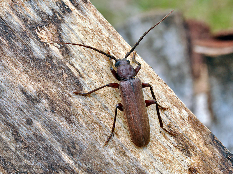 Tesařík hnědý Arhopalus rusticus