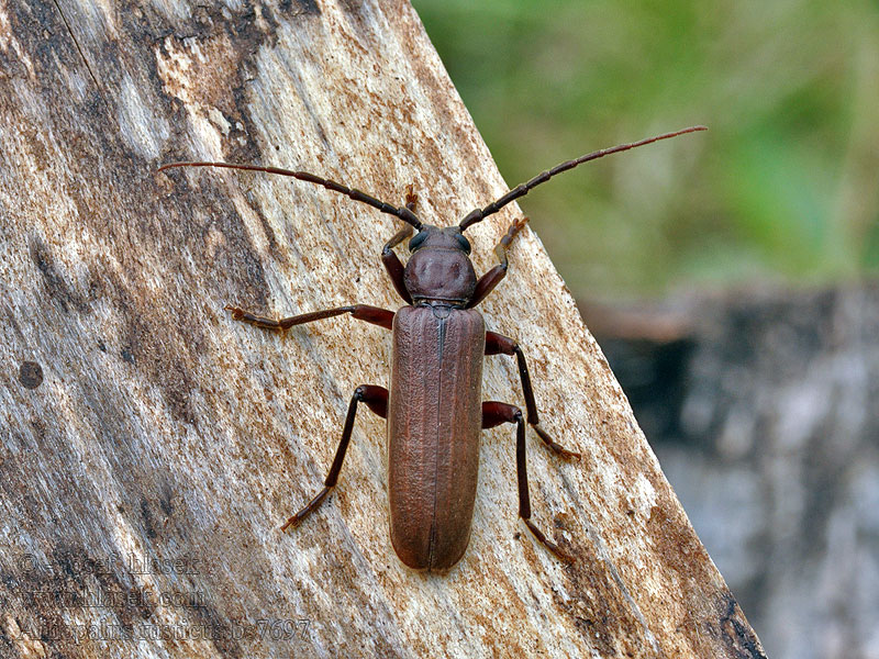 Brun barkbock Arhopalus rusticus