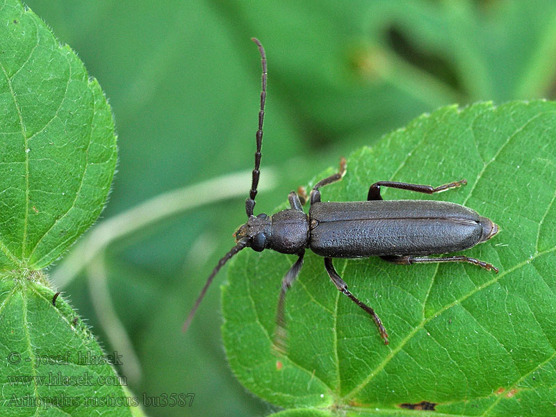 Бурый сосновый усач Arhopalus rusticus