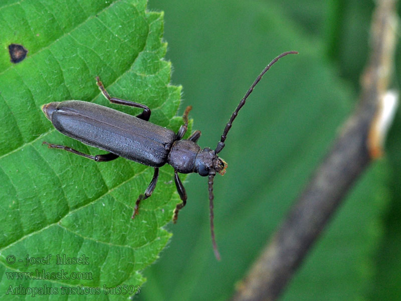 Criocephalus rusticus