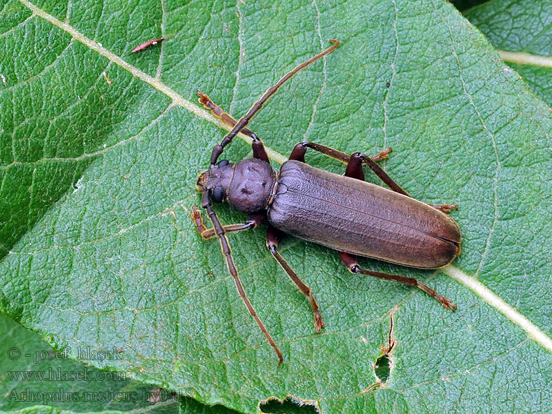 Arhopalus rusticus