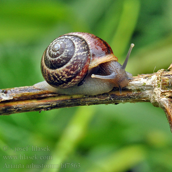 Arianta arbustorum Helicigona Gefleckte Schnirkelschnecke