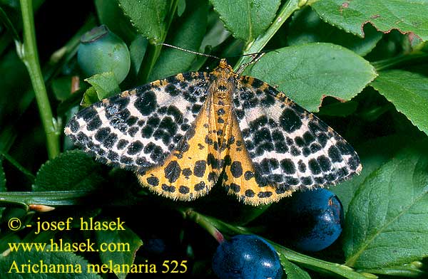 Arichanna melanaria Rauschbeerenspanner Různorožec borůvkový