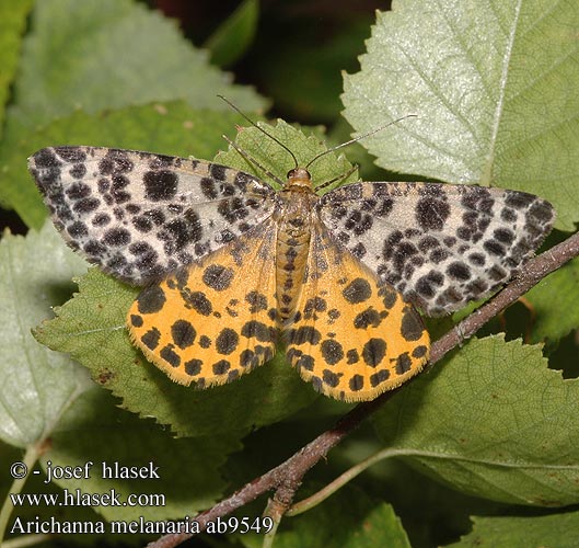 Arichanna melanaria Spotted Beauty Przylepek moczarek