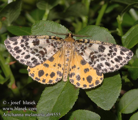 Arichanna melanaria Torvmossem�tare Moseharlekin Suomittari