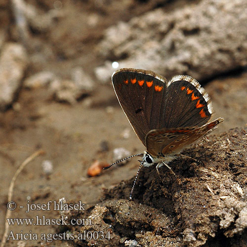 Aricia agestis Plebejus Brown Argus Argus Brun Szerecsen boglárka