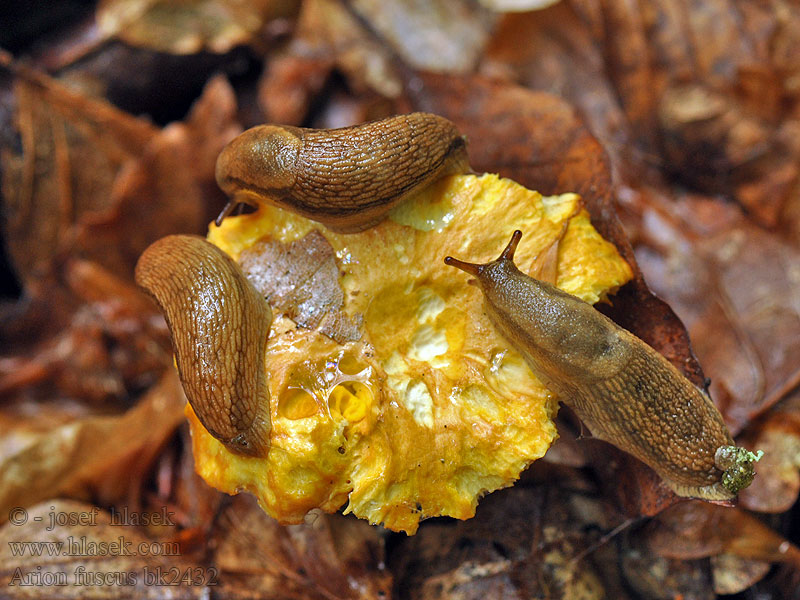 Arion fuscus Plzák hnědý Bruine wegslak Dusky arion Slizniak hnedý
