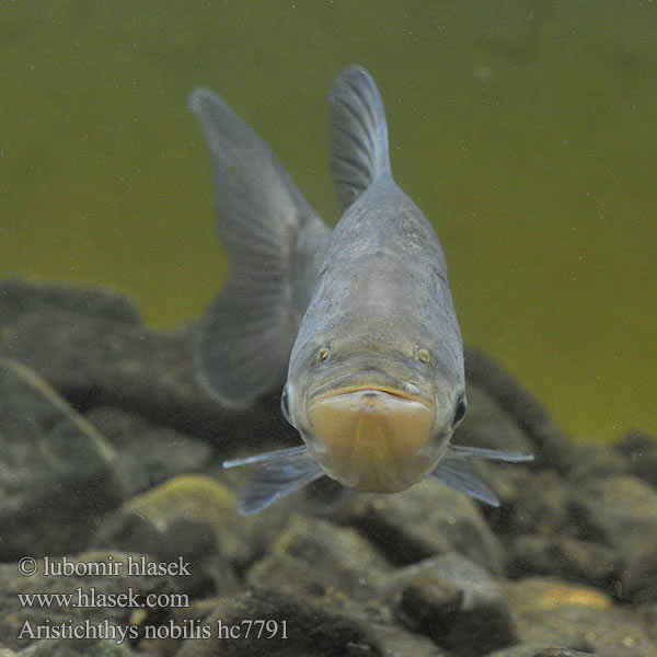 Товстолоб строкатий Aristichthys nobilis