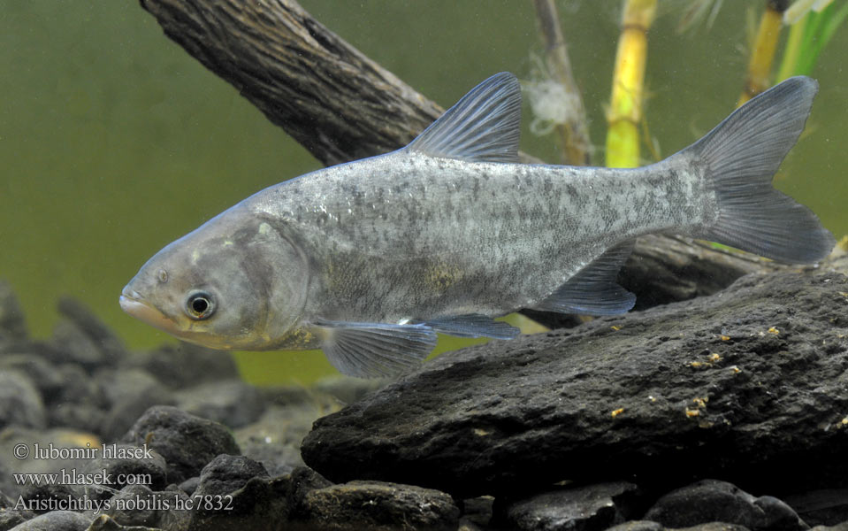 Bighead carp Marmorkarpfen 鳙鱼 Tolstolobec pestrý Carpe grosse