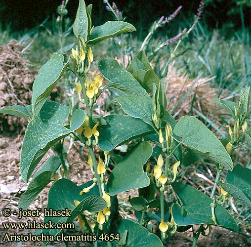 Aristolochia clematitis Birthwort Slangerod Aristoloche Farkasalma