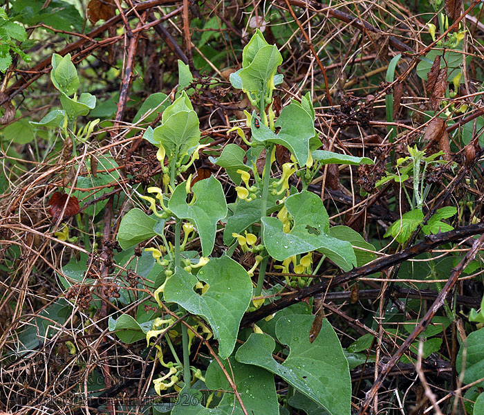 Gewöhnliche Osterluzei Kokornak powojnikowy Vlkovec obyčajný Podražec křovištní Aristolochia clematitis