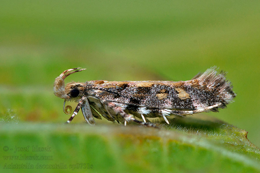 Aristotelia decoratella