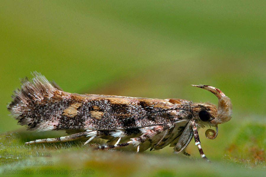 Aristotelia decoratella