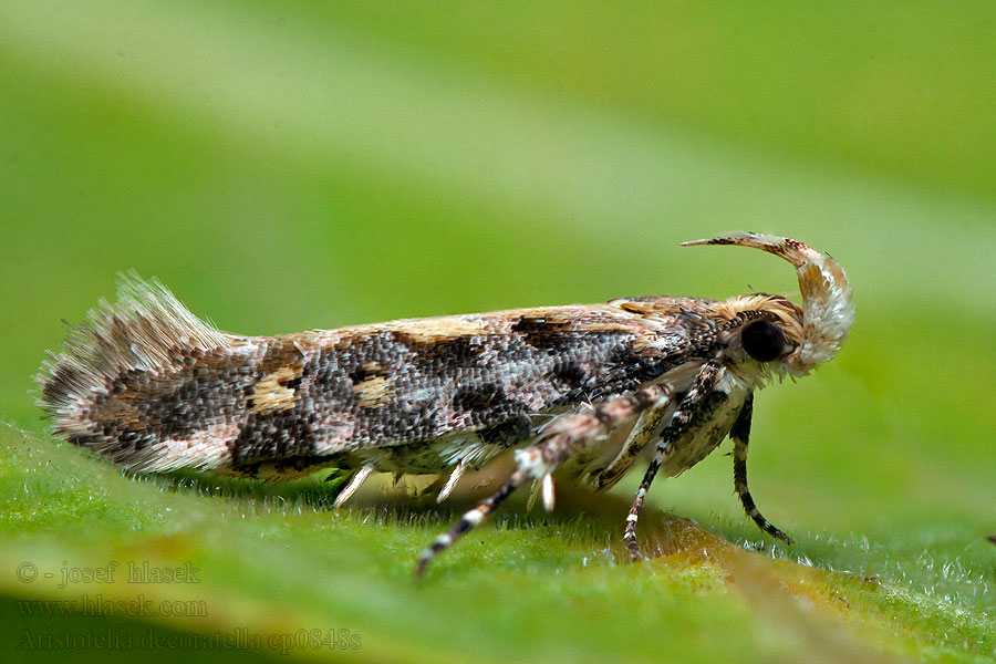 Aristotelia decoratella