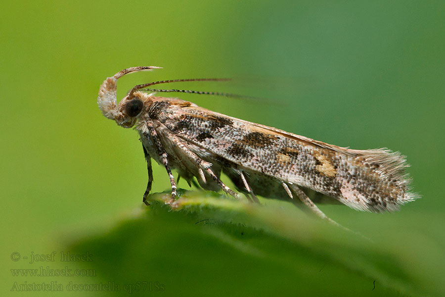 Aristotelia decoratella